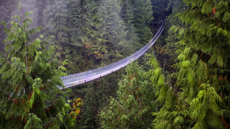 Suspension Bridge in Forest — Green, Misty, Photograph
