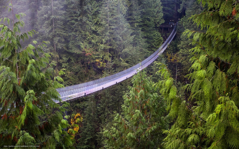 Suspension Bridge in Forest — Green, Misty, Photograph, Trees, Fog