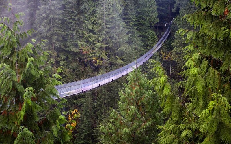Suspension Bridge in Forest — Green, Misty, Photograph, Trees