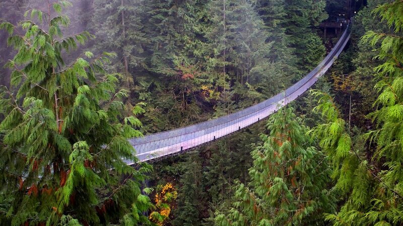 Suspension Bridge in Forest — Green, Misty