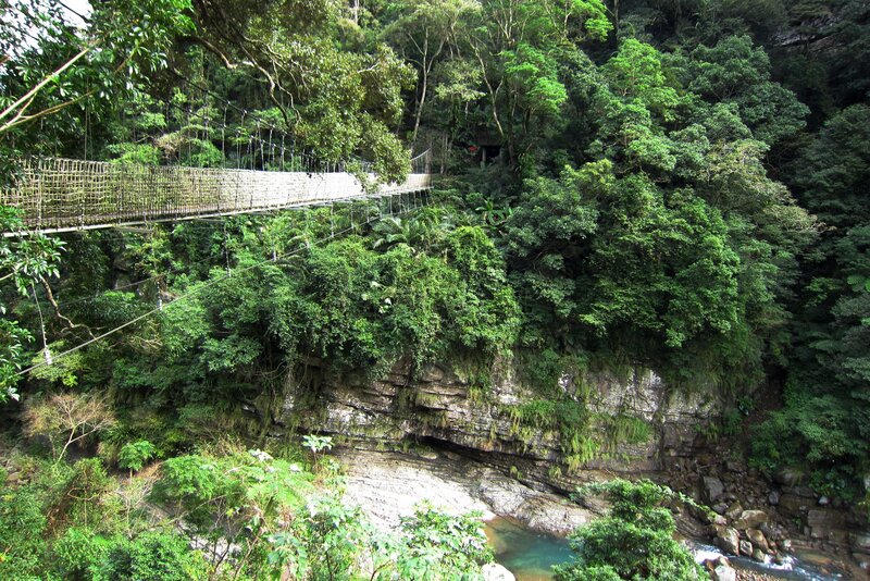Suspension Bridge in Forest — Green, Natural