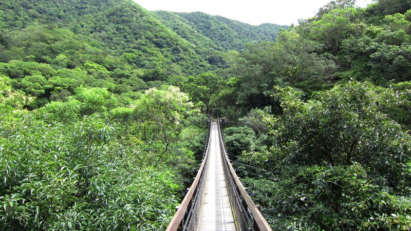 Suspension Bridge in Forest — Green, Serene, Afternoon, Photograph, Mountain