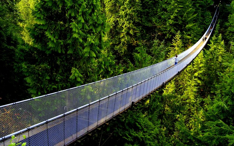 Suspension Bridge in Forest — Green, Serene, Afternoon, Photograph, People