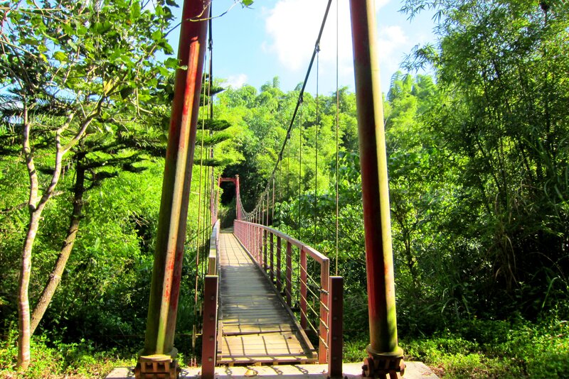 Suspension Bridge in Forest — Green, Serene, Afternoon, Photograph