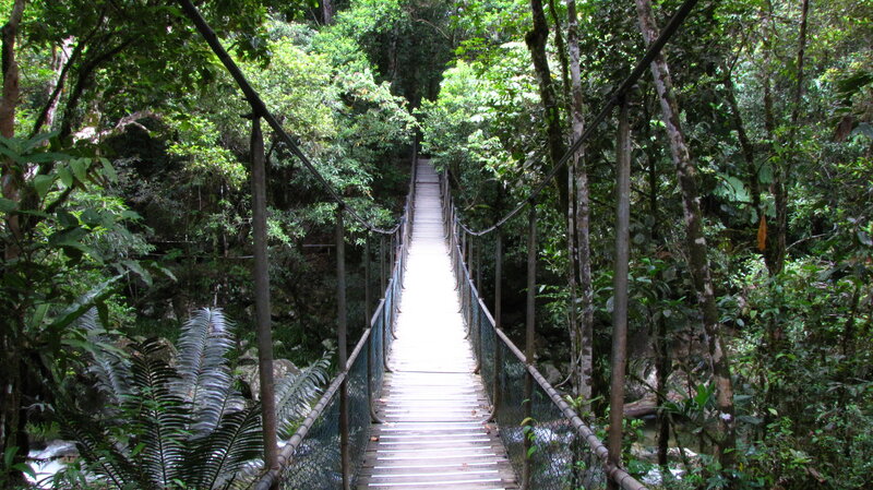 Suspension Bridge in Forest — Green, Serene, Afternoon, Photograph, Trees, River
