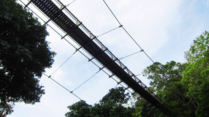 Suspension Bridge in Forest — Green, Serene, Afternoon, Photograph, Trees, Sky