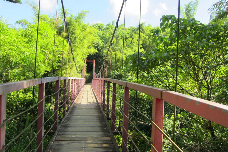 Suspension Bridge in Forest — Green, Serene, Afternoon, Photograph, Wooden Deck, Metal Railings