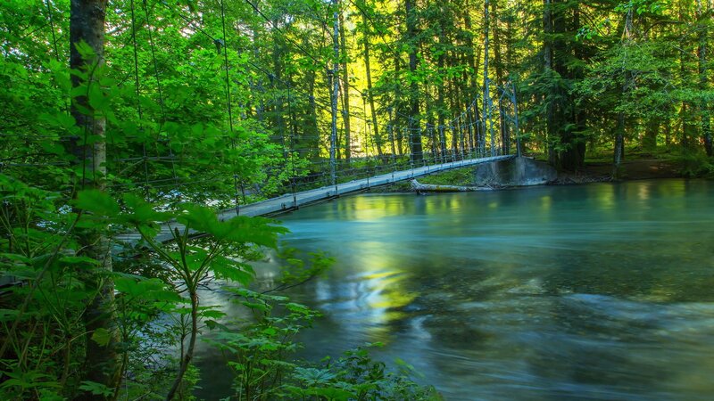 Suspension Bridge in Forest — Green, Serene, Morning, Photograph