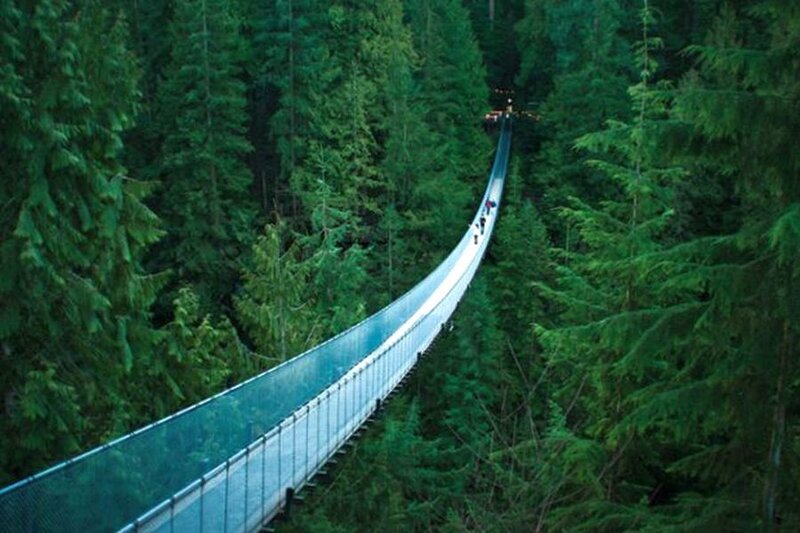 Suspension Bridge in Forest — Green, Serene, Night