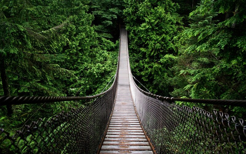 Suspension Bridge in Forest — Green, Serene, Photograph