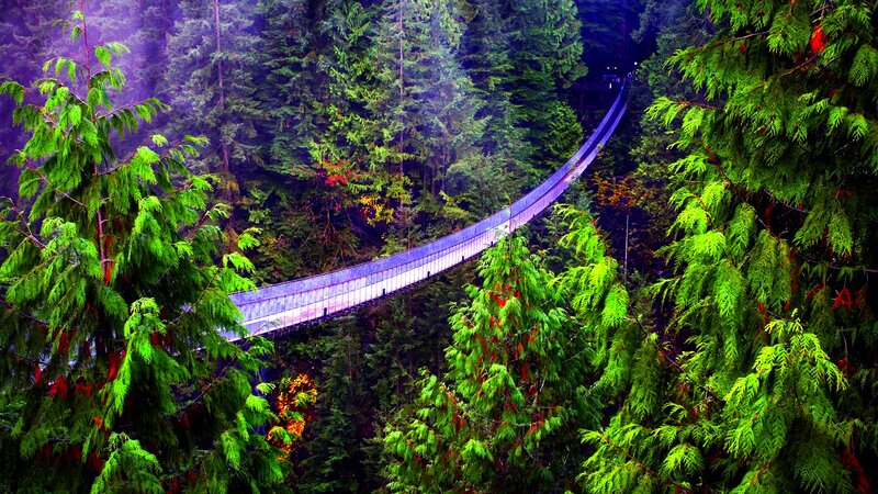 Suspension Bridge in Forest — Green, Serene, Photograph, Trees