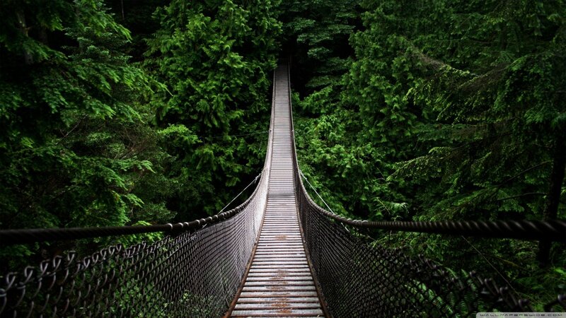 Suspension Bridge in Forest — Green, Serene