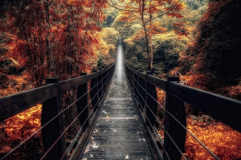 Suspension Bridge in Forest — Orange