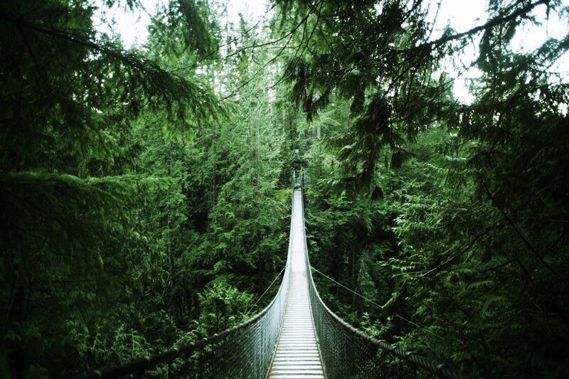 Suspension Bridge in Forest — Photograph