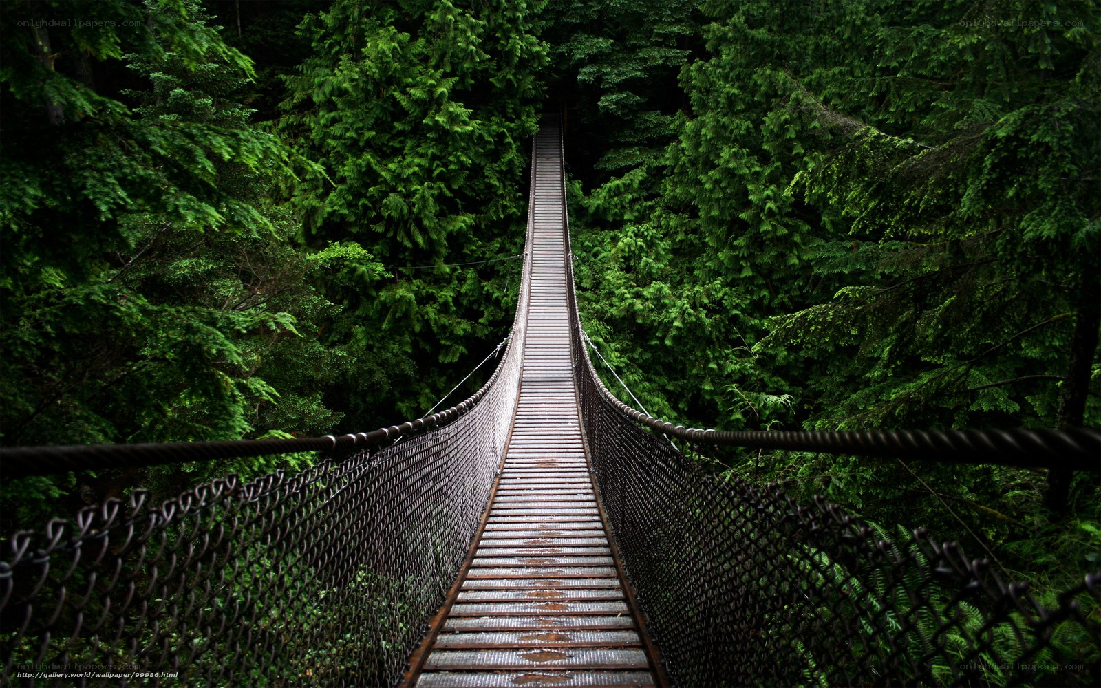 suspension bridge in forest