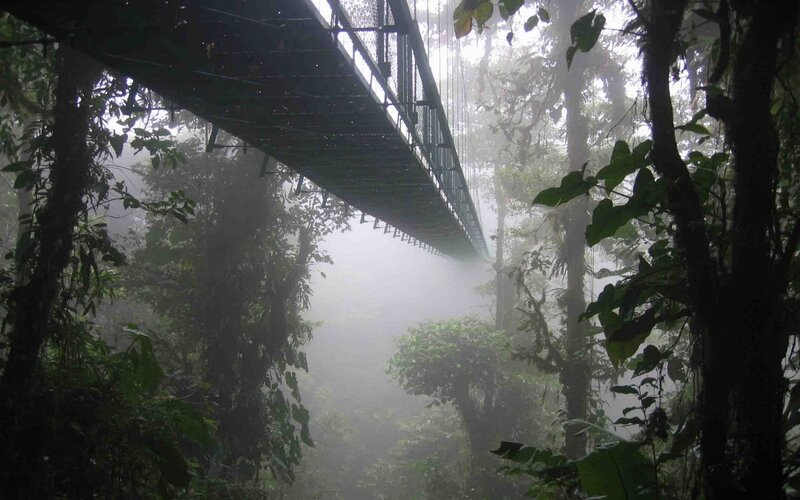 Suspension Bridge in Jungle — Green, Misty