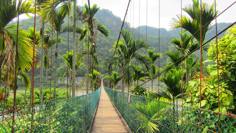 Suspension Bridge in Jungle — Green, Serene
