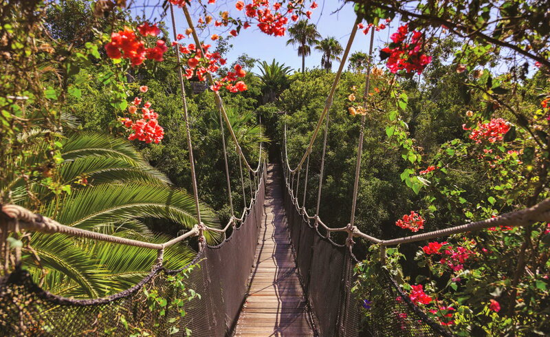 Suspension Bridge in Jungle — Green, Tropical