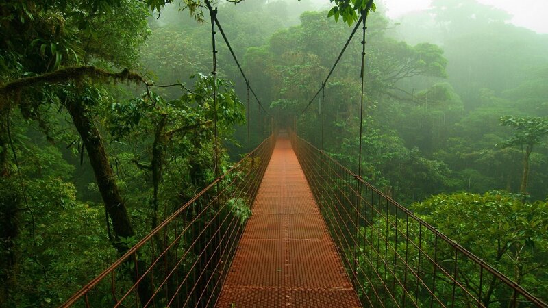 Suspension Bridge in Rainforest — Green, Misty