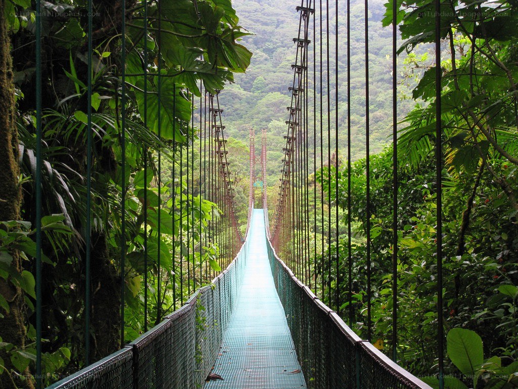 suspension bridge in rainforest