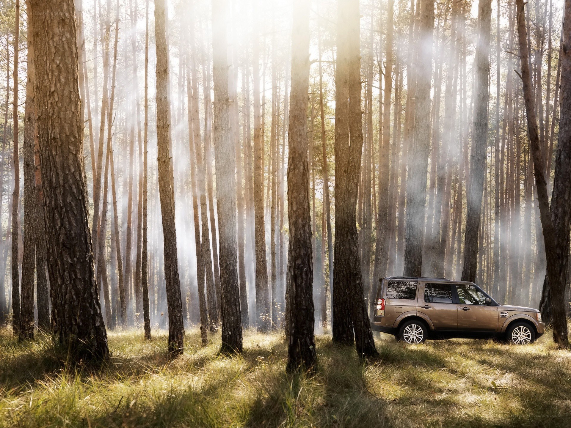 SUV in a misty forest