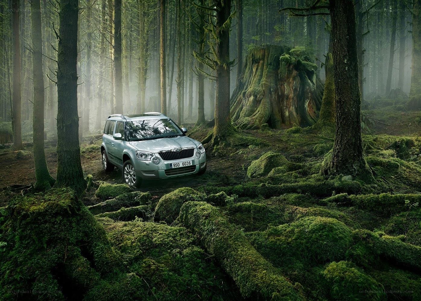 SUV in a mossy forest