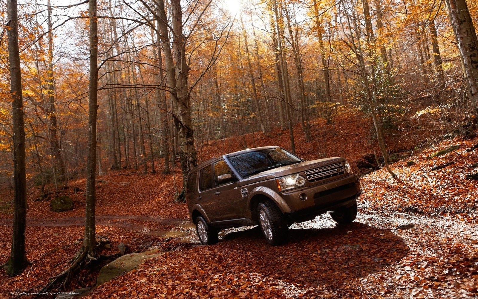 SUV in autumn forest