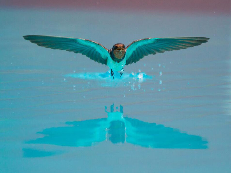 Swallow Bird Flying