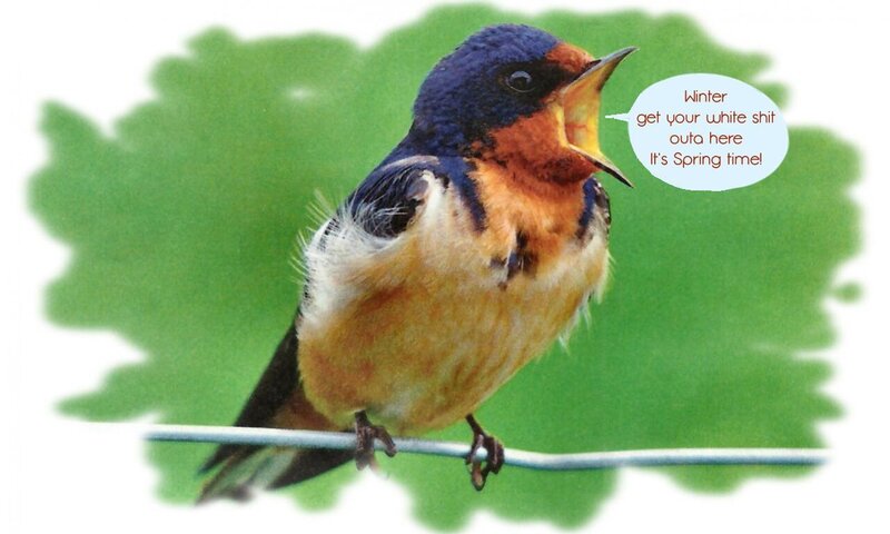 Swallow Bird on Wire