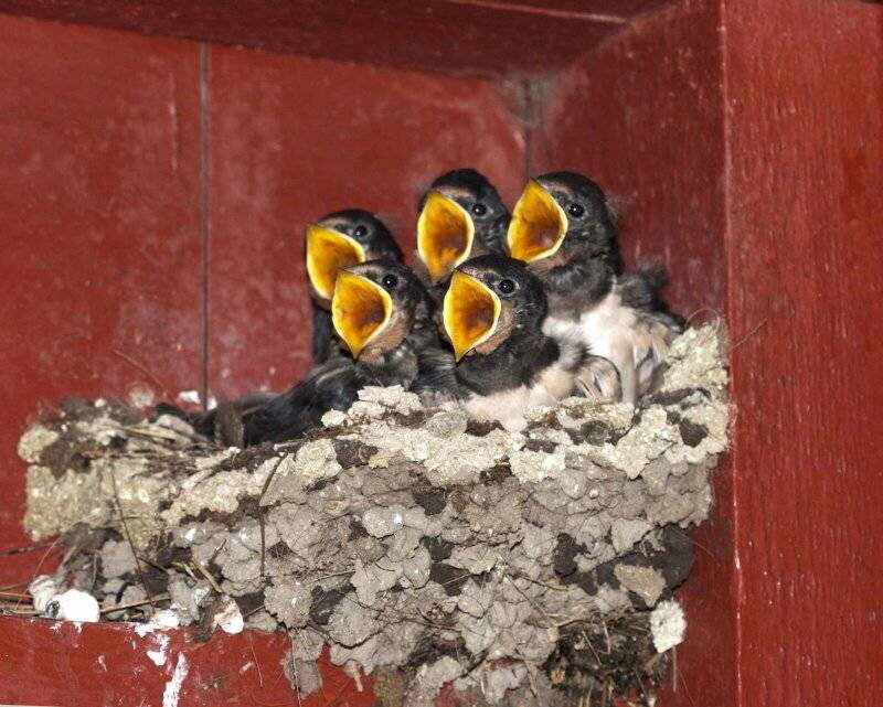 Swallow Chicks in Nest