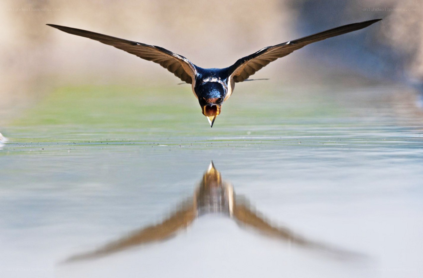 swallow drinking from water
