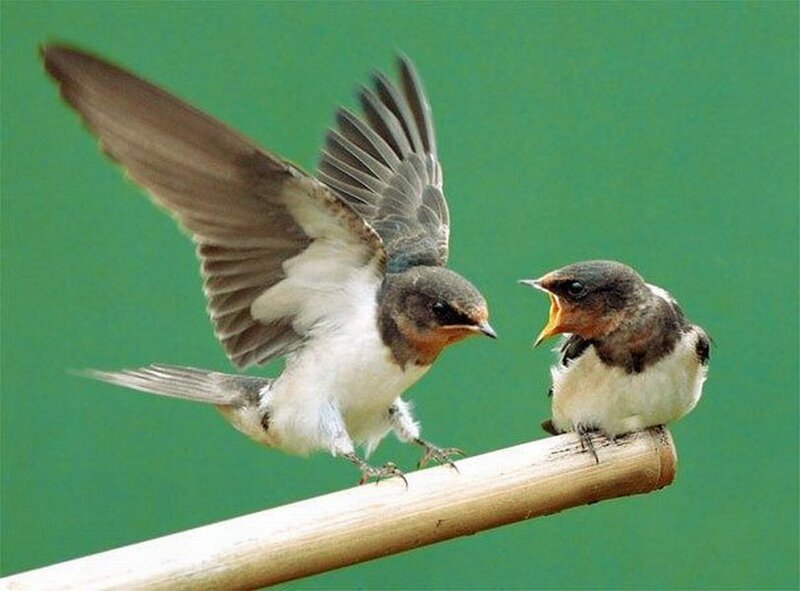 Swallow Feeding Chick