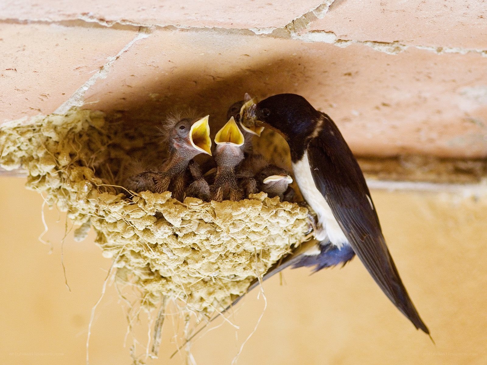 Swallow feeding chicks