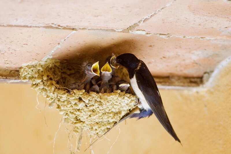 swallow feeding chicks