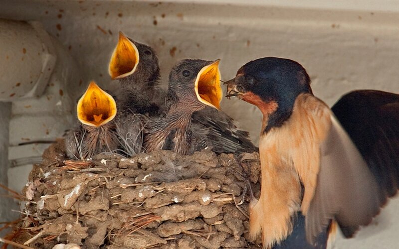 Swallow Feeding Chicks — Brown, Natural, Photograph