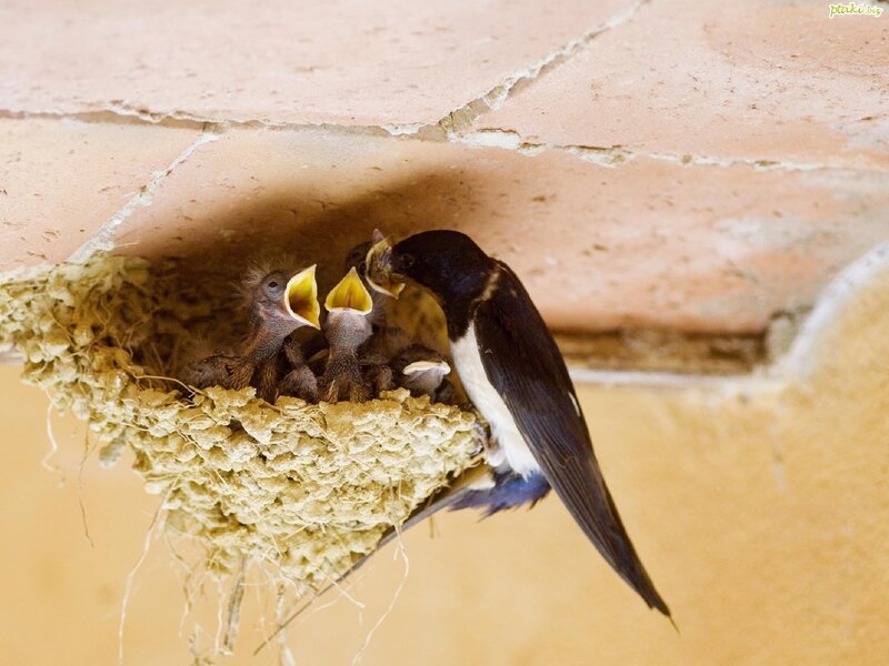 Swallow Feeding Chicks — Brown, Nurturing, Photograph
