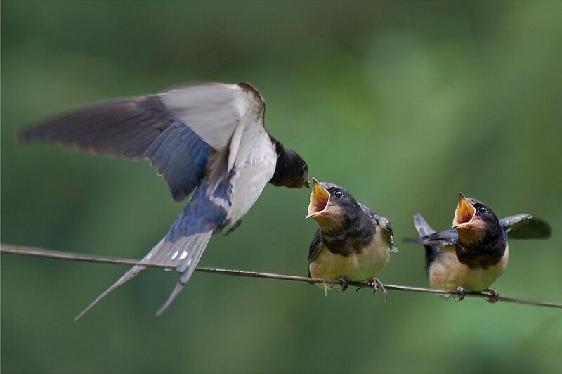 Swallow Feeding Chicks — Green, Natural