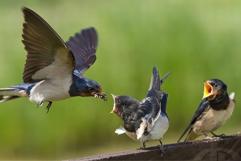 Swallow Feeding Chicks — Green