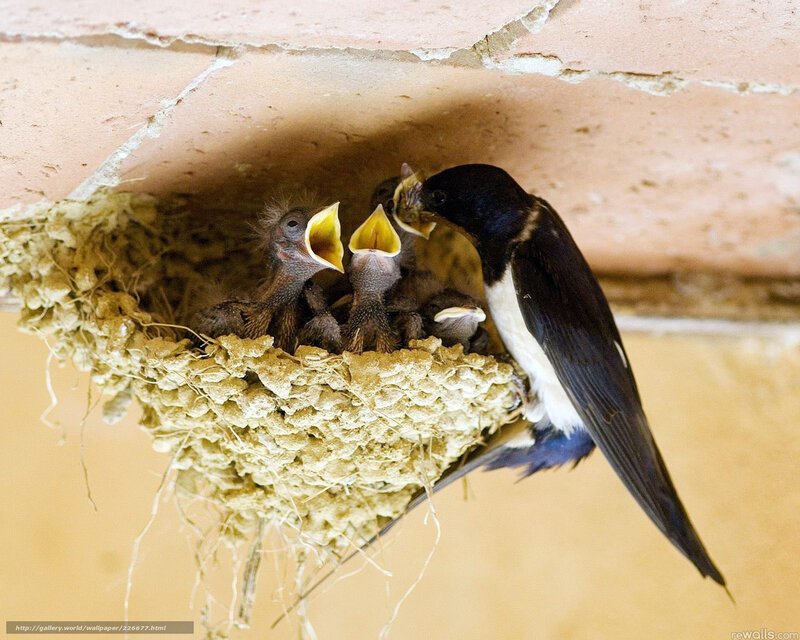 Swallow feeding chicks