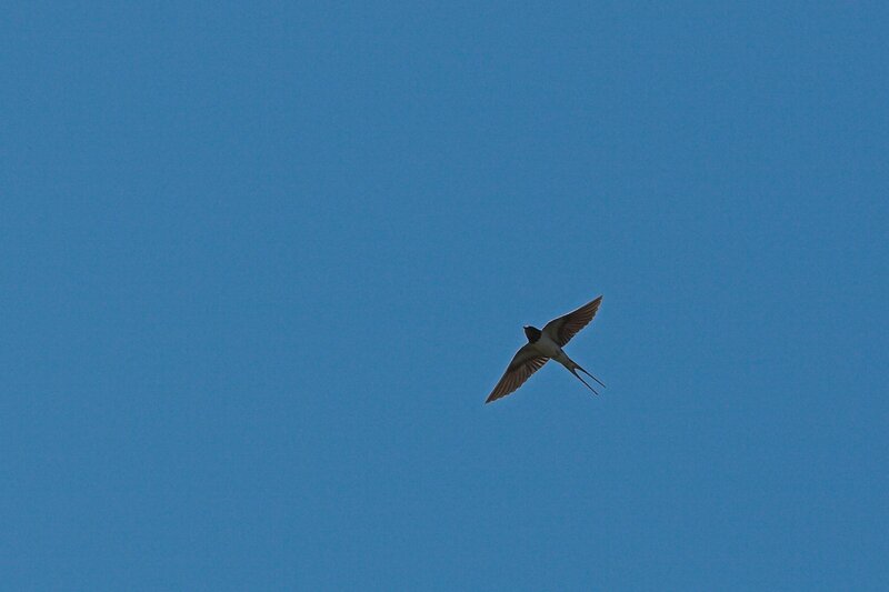 swallow flying in blue sky