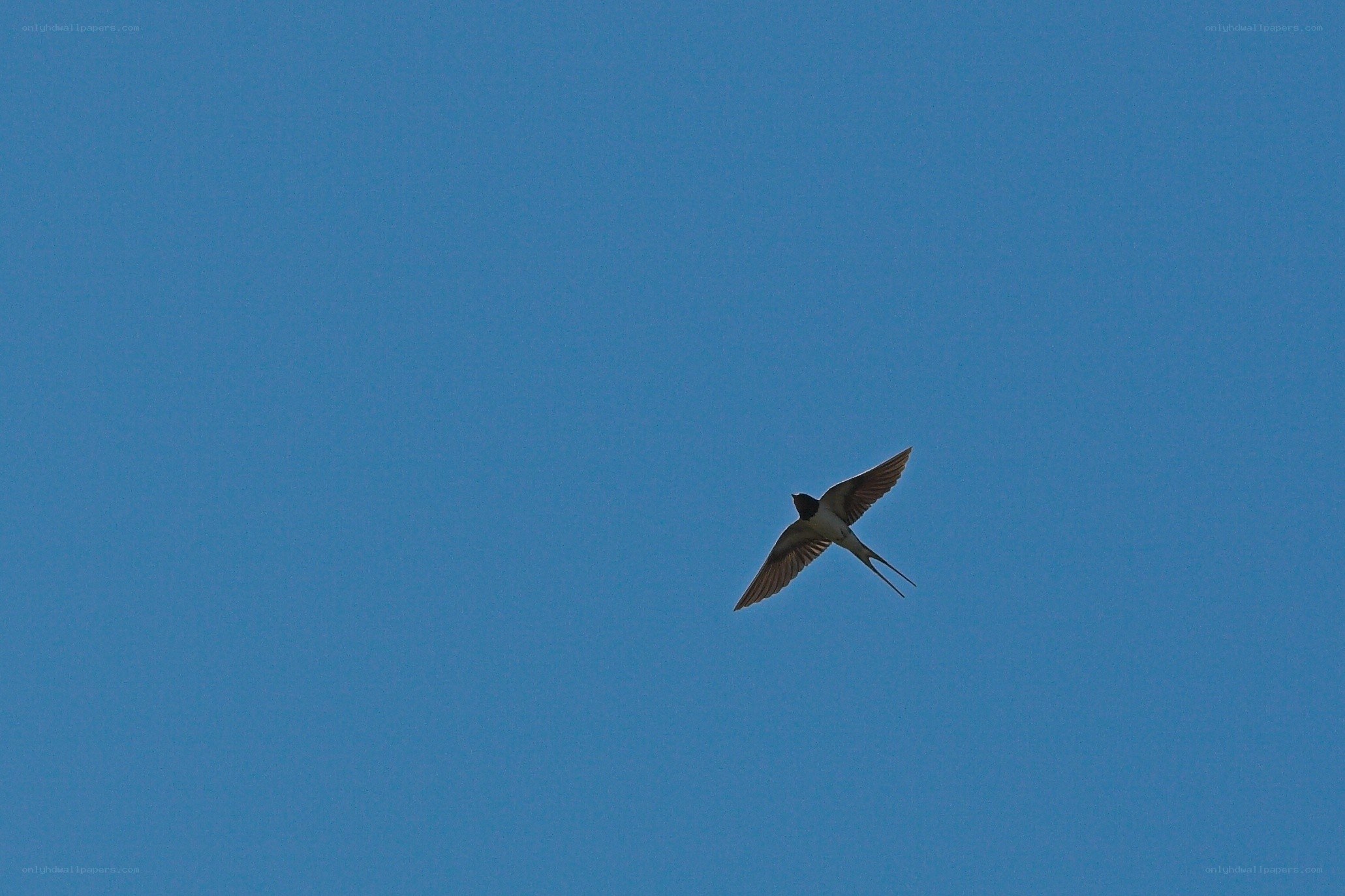 swallow flying in blue sky