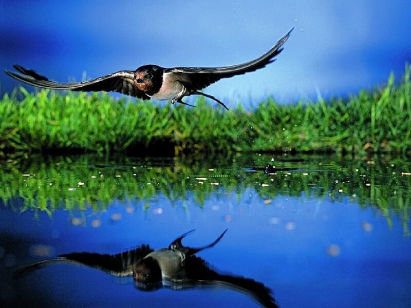 Swallow Flying over Water