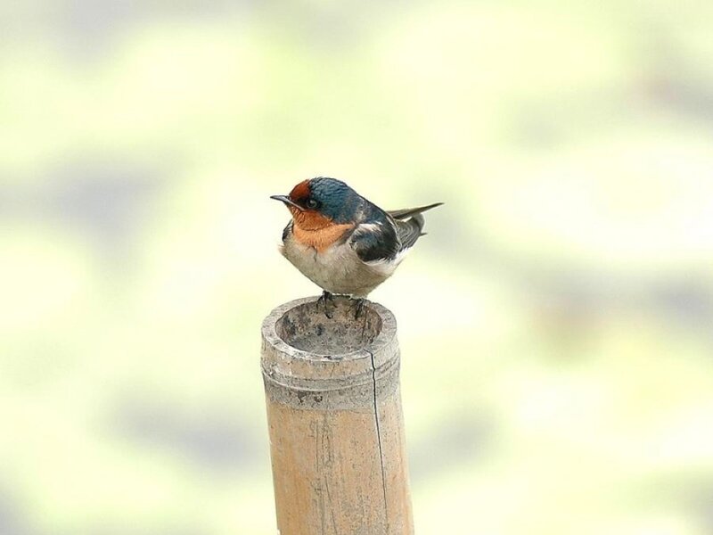 Swallow on a bamboo post