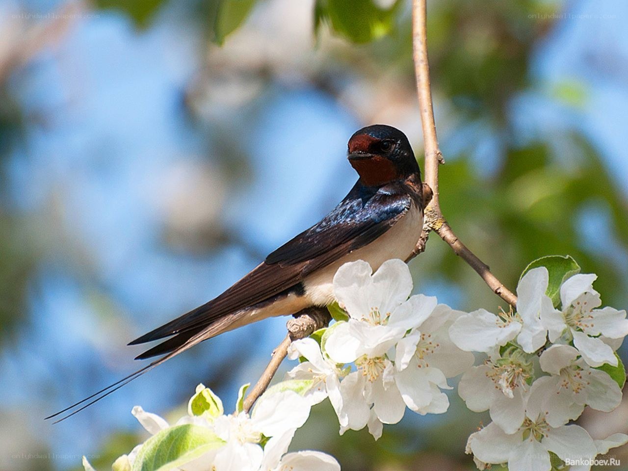 swallow on a blossoming branch