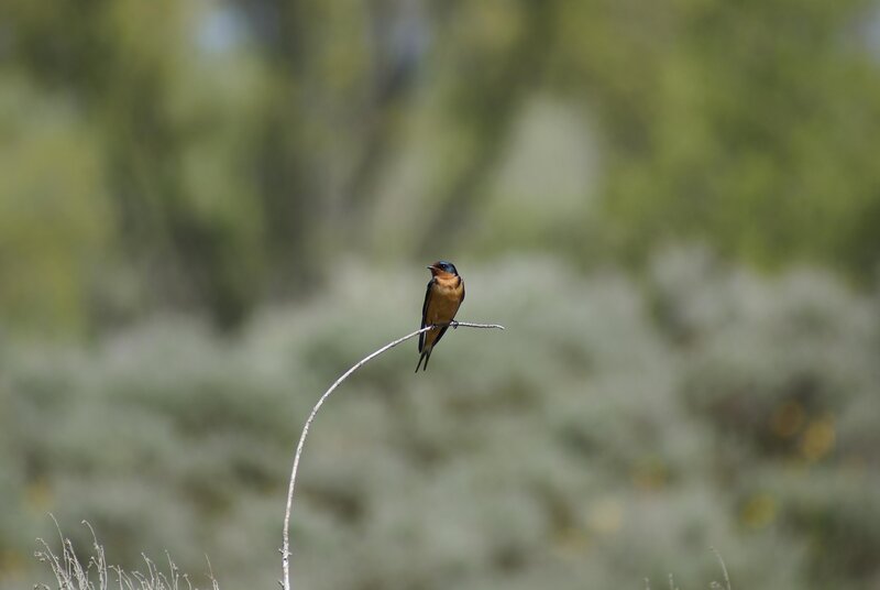 swallow on a branch