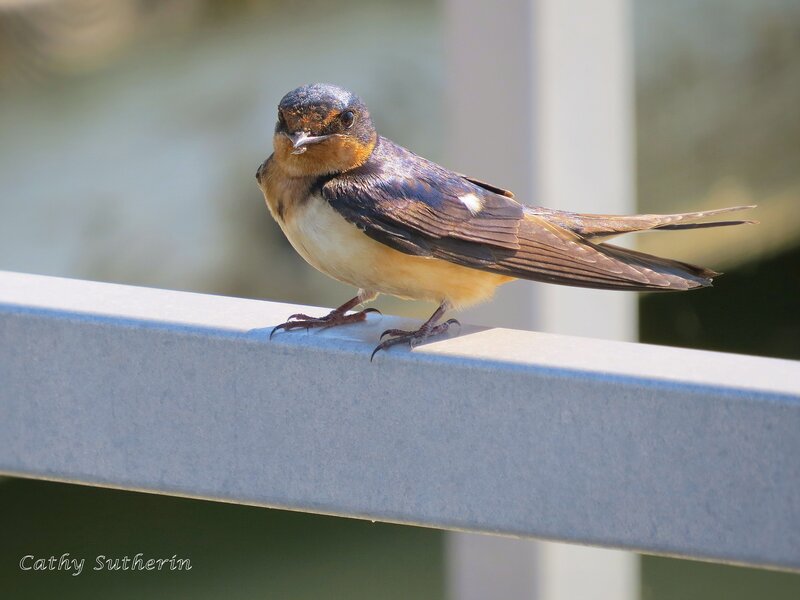 Swallow on a Rail