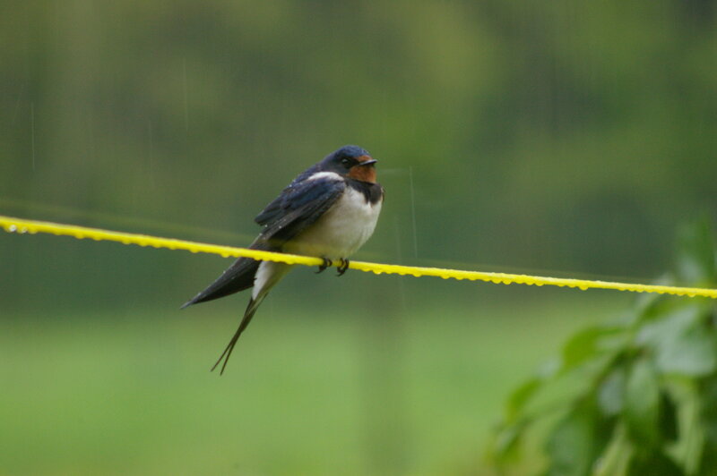 Swallow on a Wire — Green