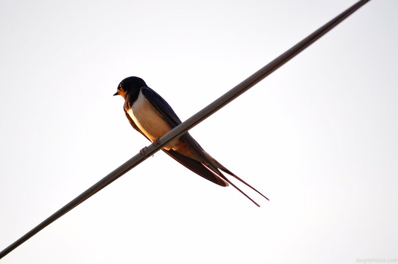 swallow on a wire