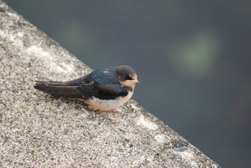 swallow on concrete ledge