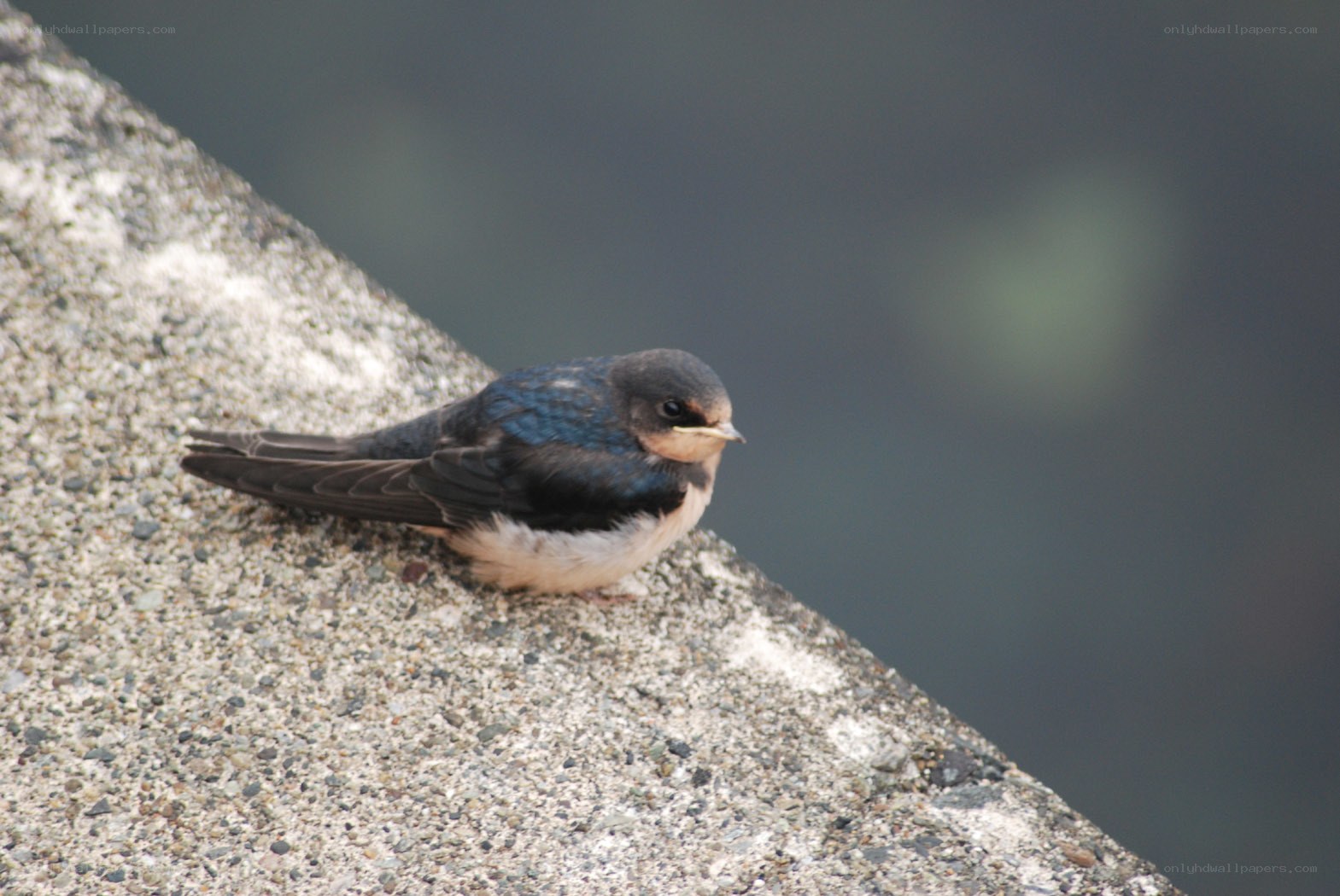 swallow on concrete ledge